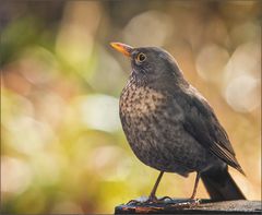 Frau Amsel