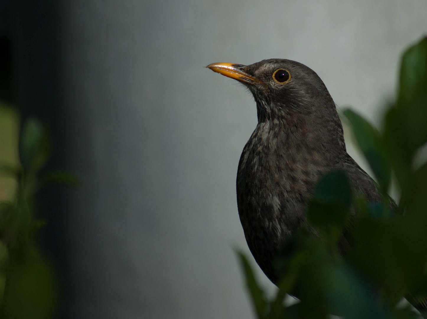 Frau Amsel