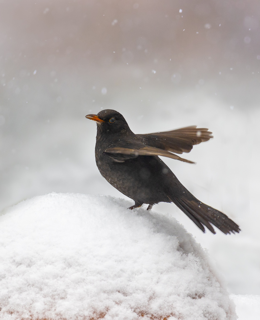 Frau Amsel 