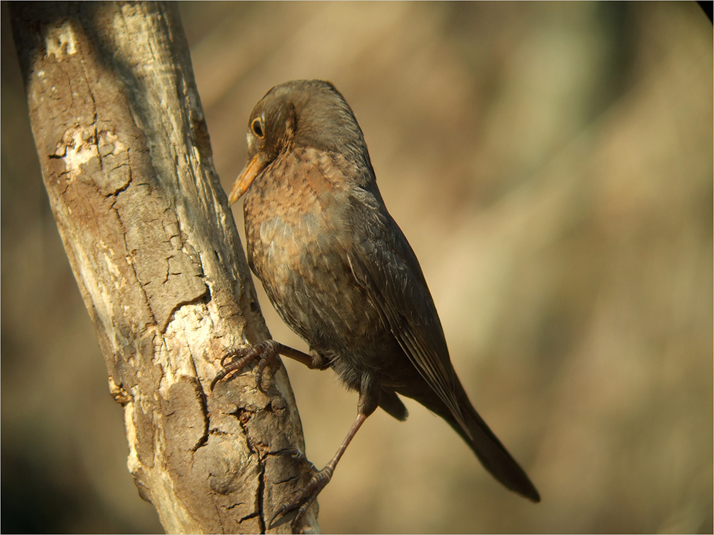 Frau Amsel