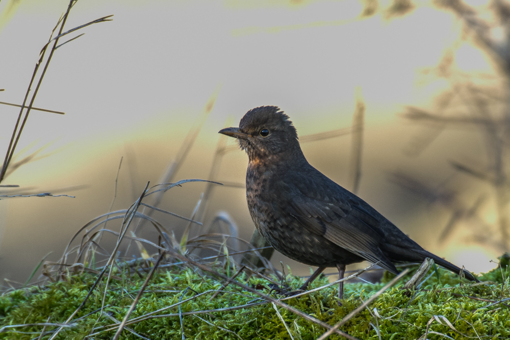 Frau Amsel