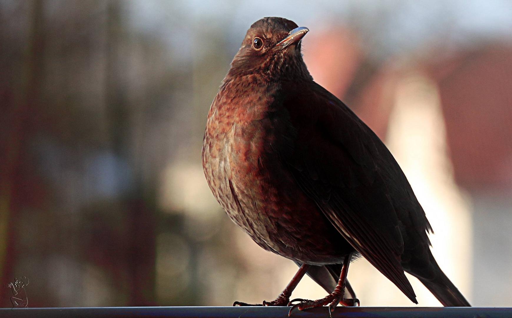 Frau Amsel...