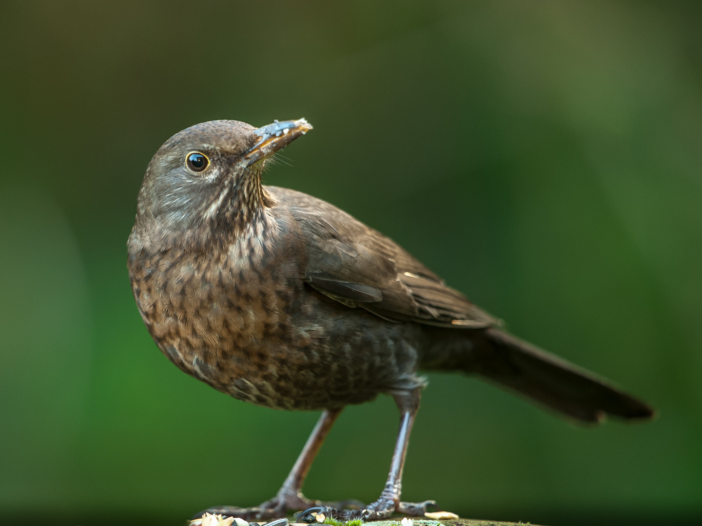 Frau Amsel