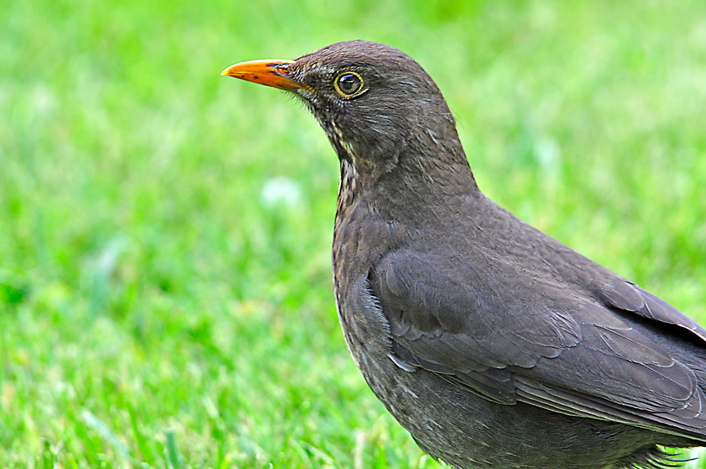 Frau Amsel