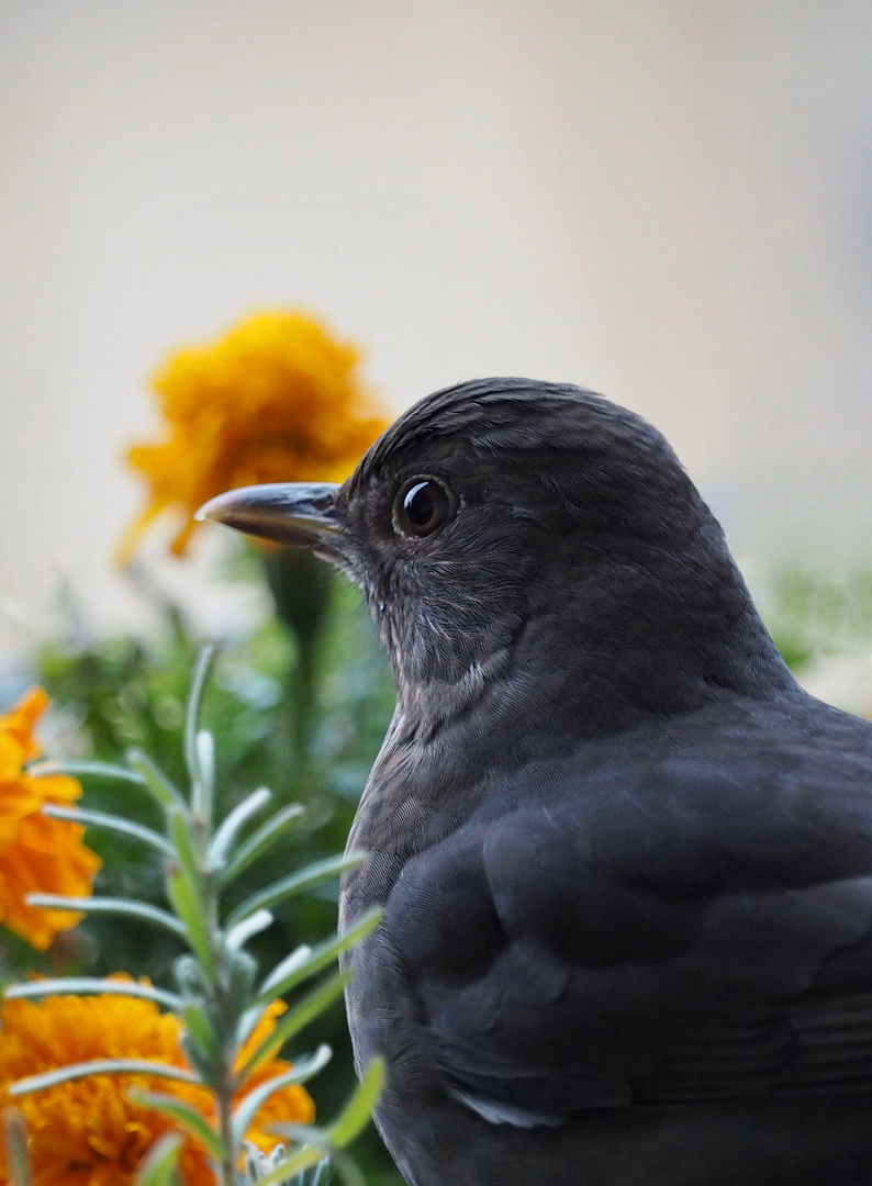 Frau Amsel...