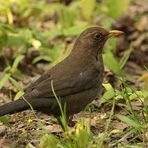 Frau Amsel