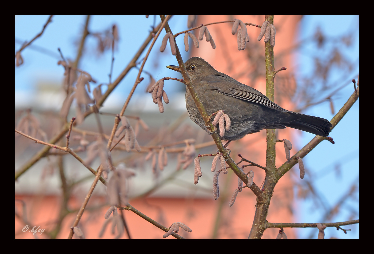 Frau Amsel