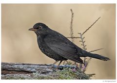 Frau Amsel...