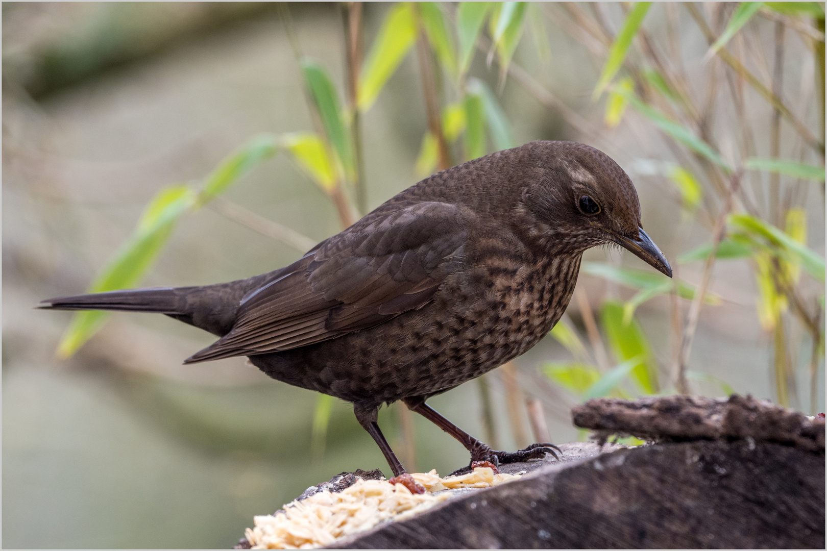 Frau Amsel  .....