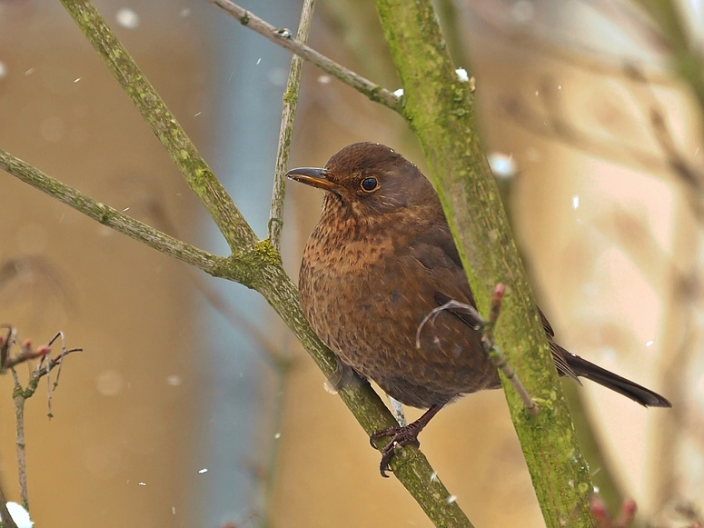 Frau Amsel