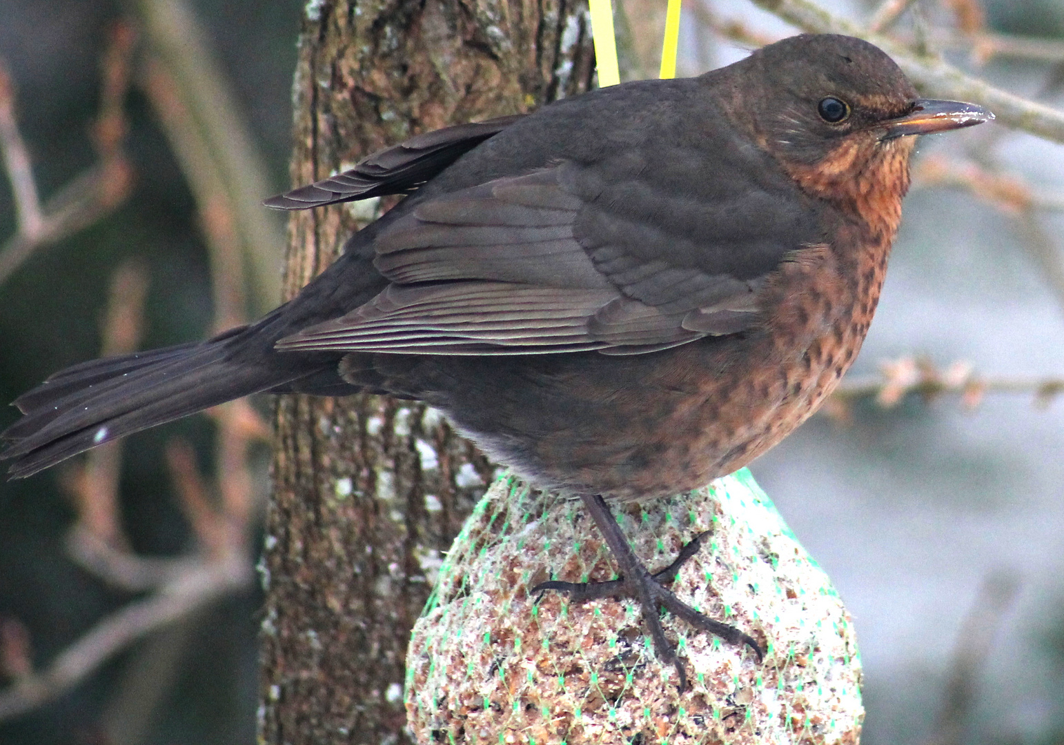 Frau Amsel