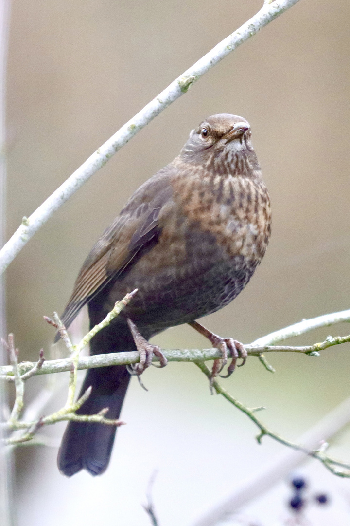 Frau Amsel