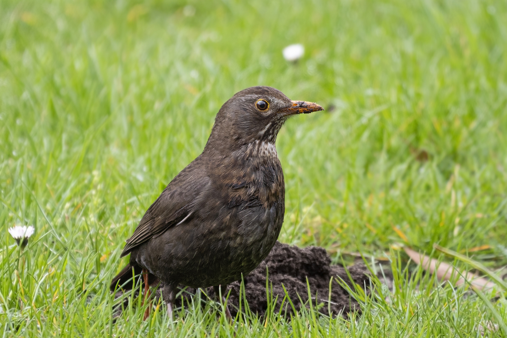 Frau Amsel