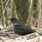 Frau Amsel...