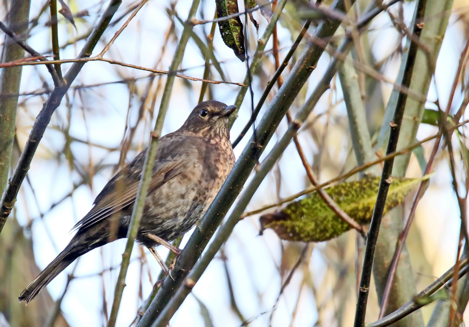 Frau Amsel