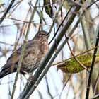 Frau Amsel