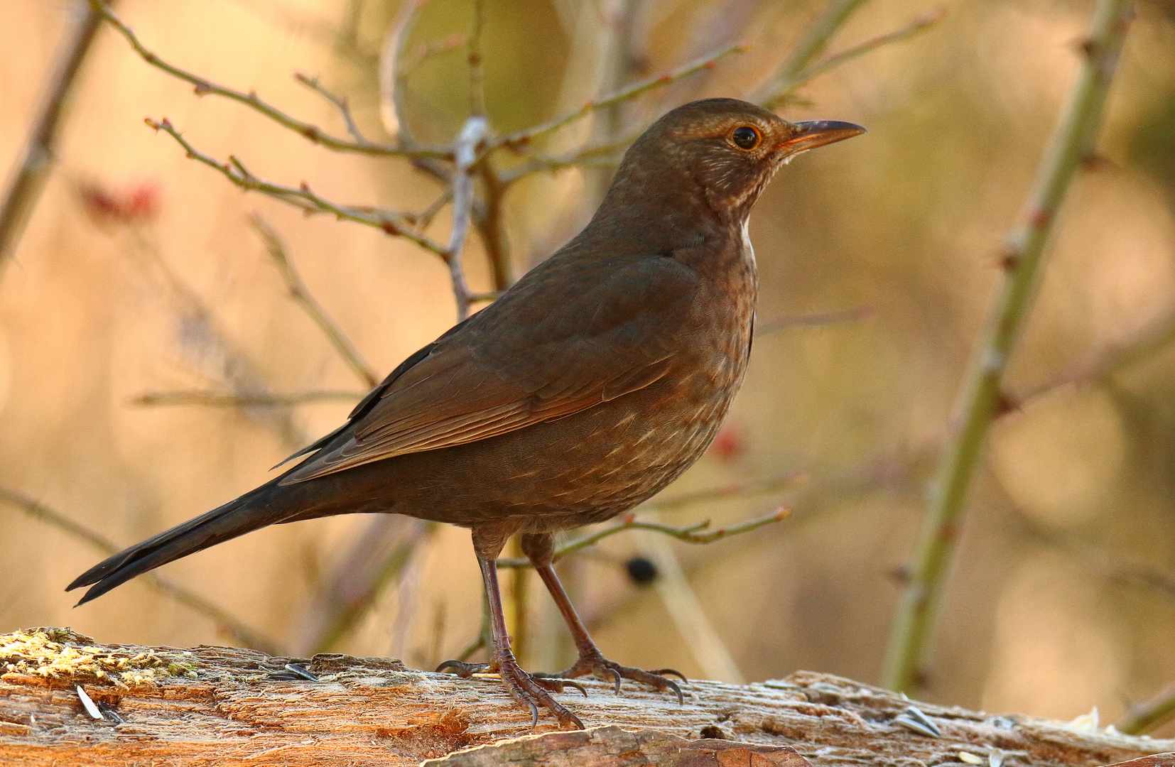 Frau Amsel