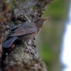 Frau Amsel am Baum