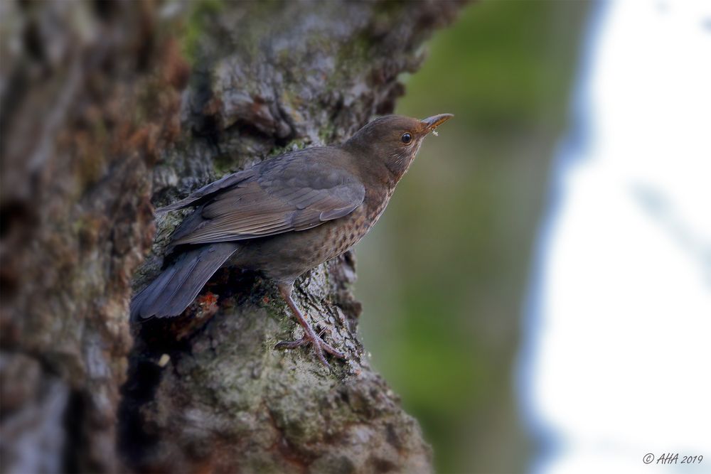 Frau Amsel am Baum