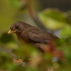 Frau Amsel am gedeckten Tisch