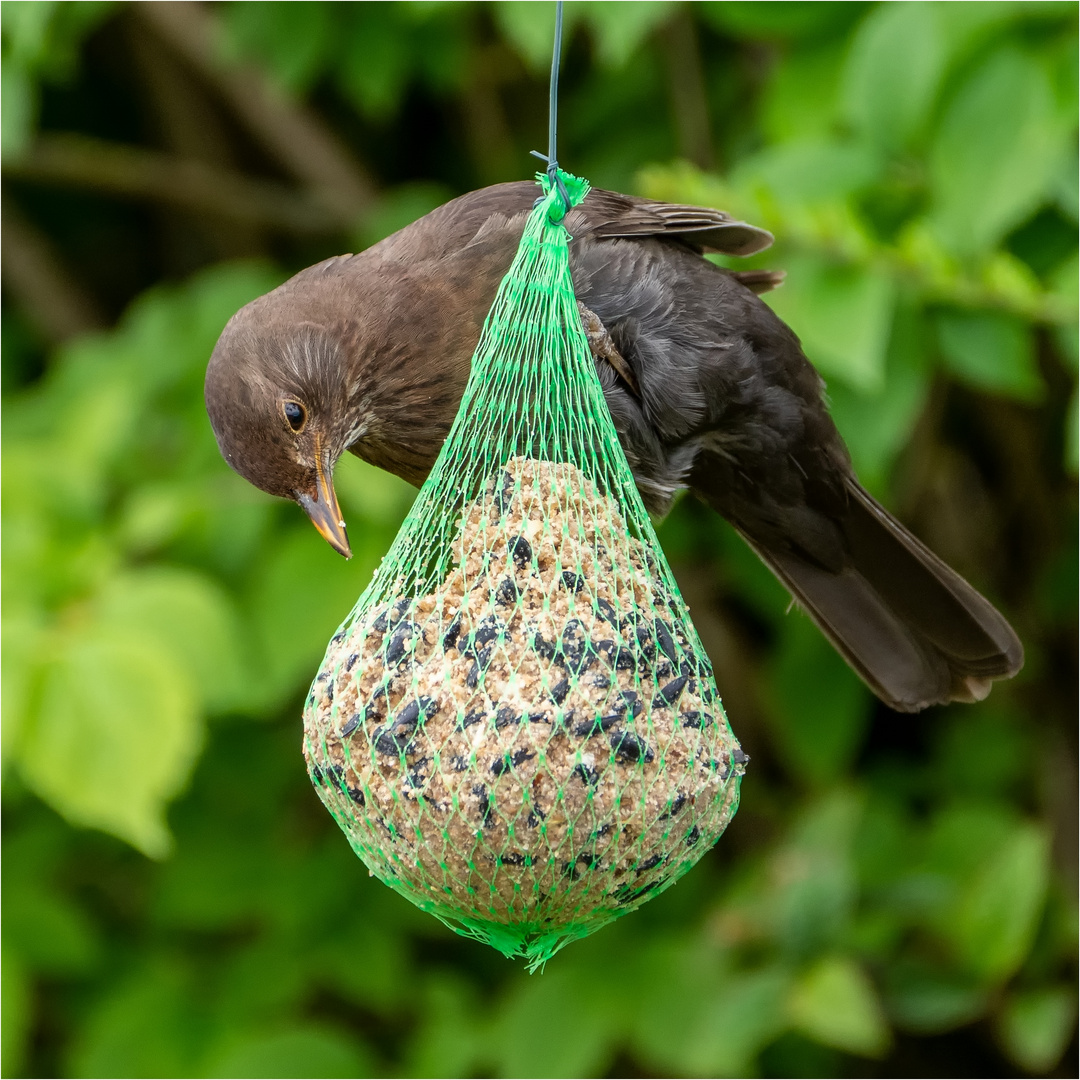 Frau Amsel am Knödel  .....