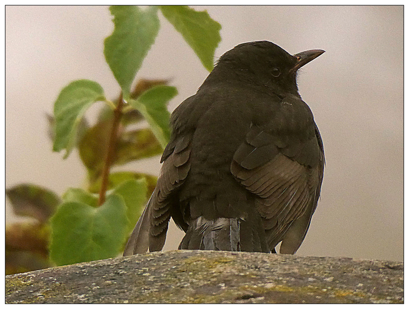 Frau Amsel auf Beobachterposten