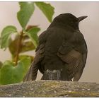 Frau Amsel auf Beobachterposten