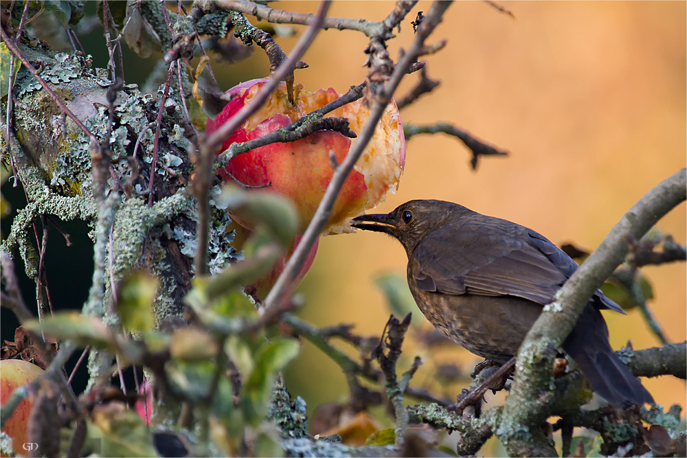 Frau Amsel auf dem Apfelbaum