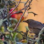 Frau Amsel auf dem Apfelbaum