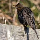 Frau Amsel auf dem Zaunbrett saß  .....