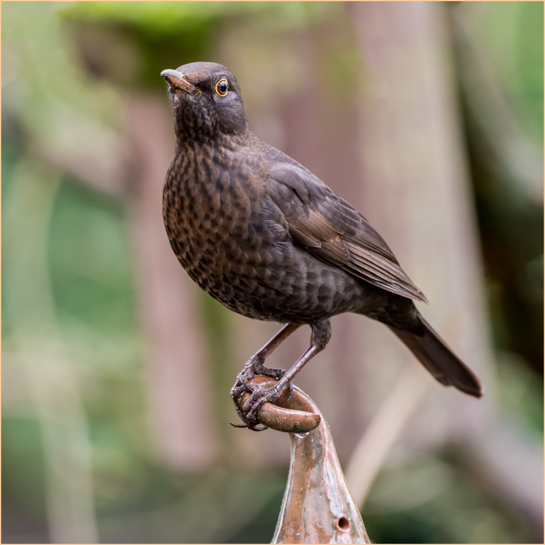 Frau Amsel auf der Keramikglocke  .....