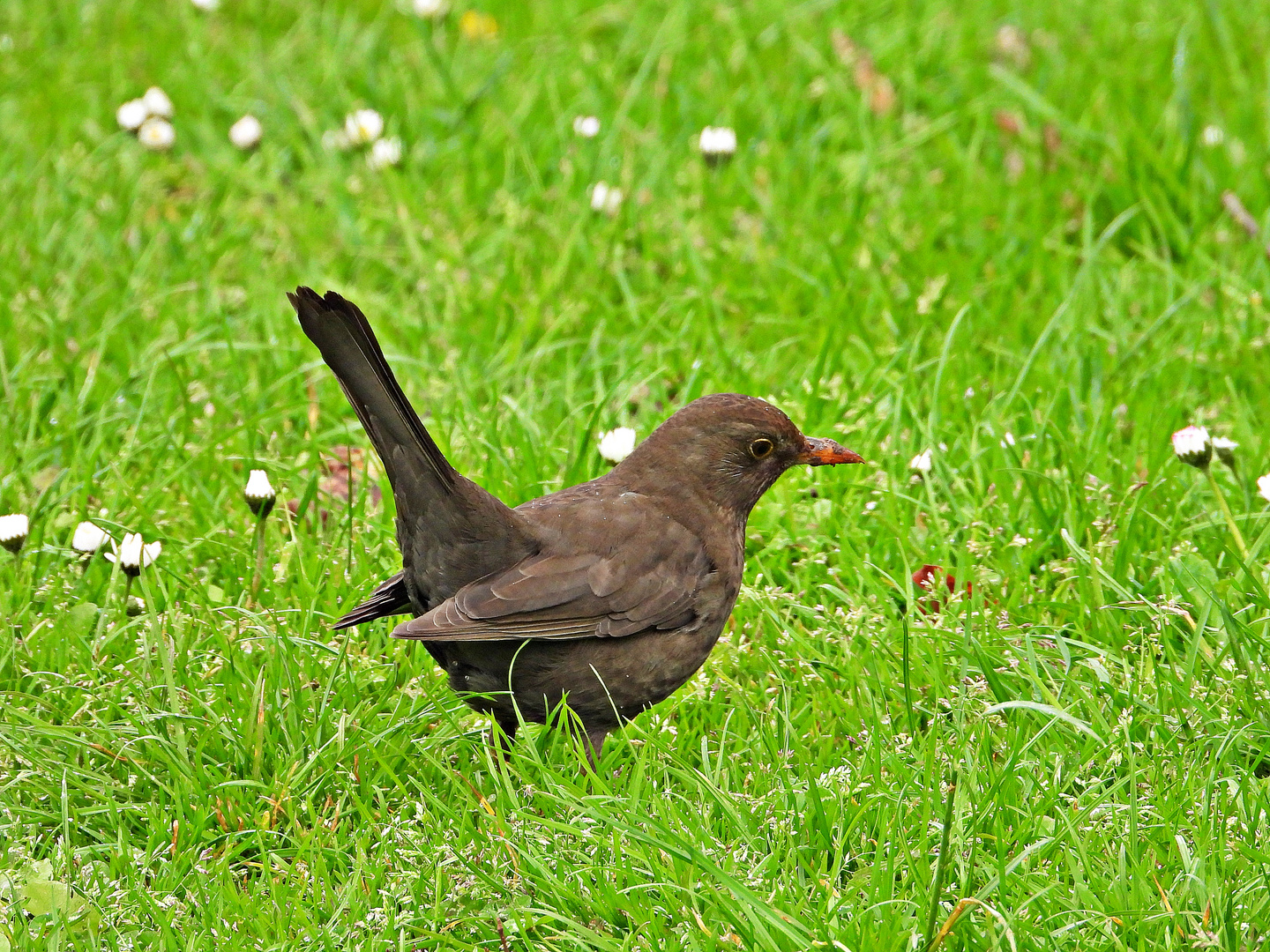 Frau Amsel auf Futtersuche