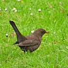 Frau Amsel auf Futtersuche