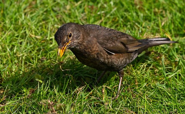 FRAU AMSEL AUF FUTTERSUCHE