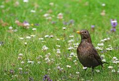 Frau Amsel auf unserer Wiese