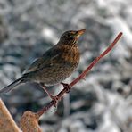 Frau Amsel auf Warteposition