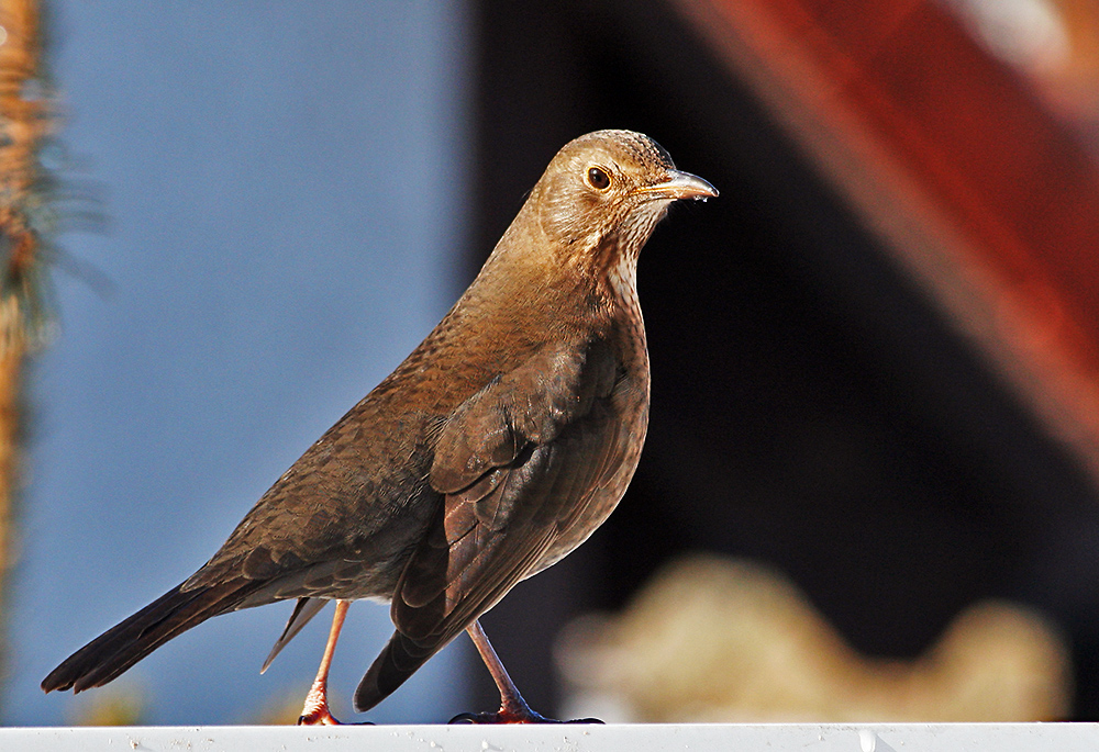 Frau Amsel