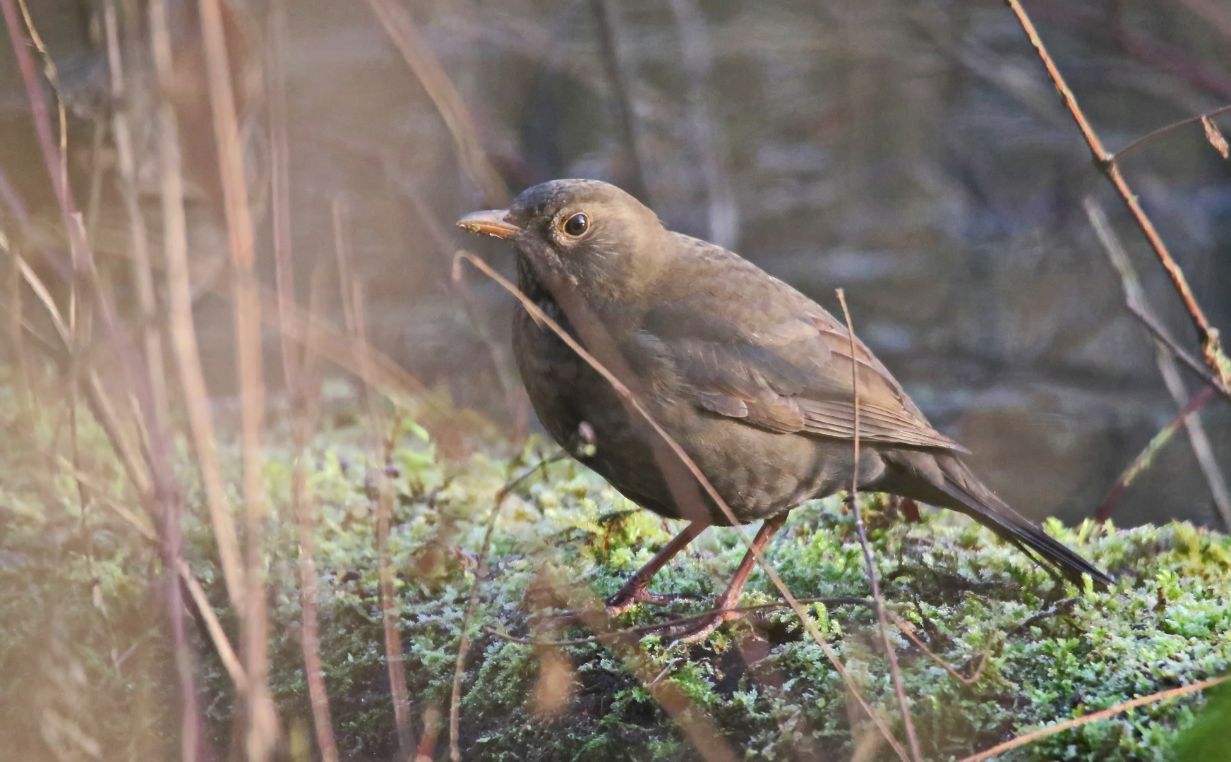 Frau Amsel