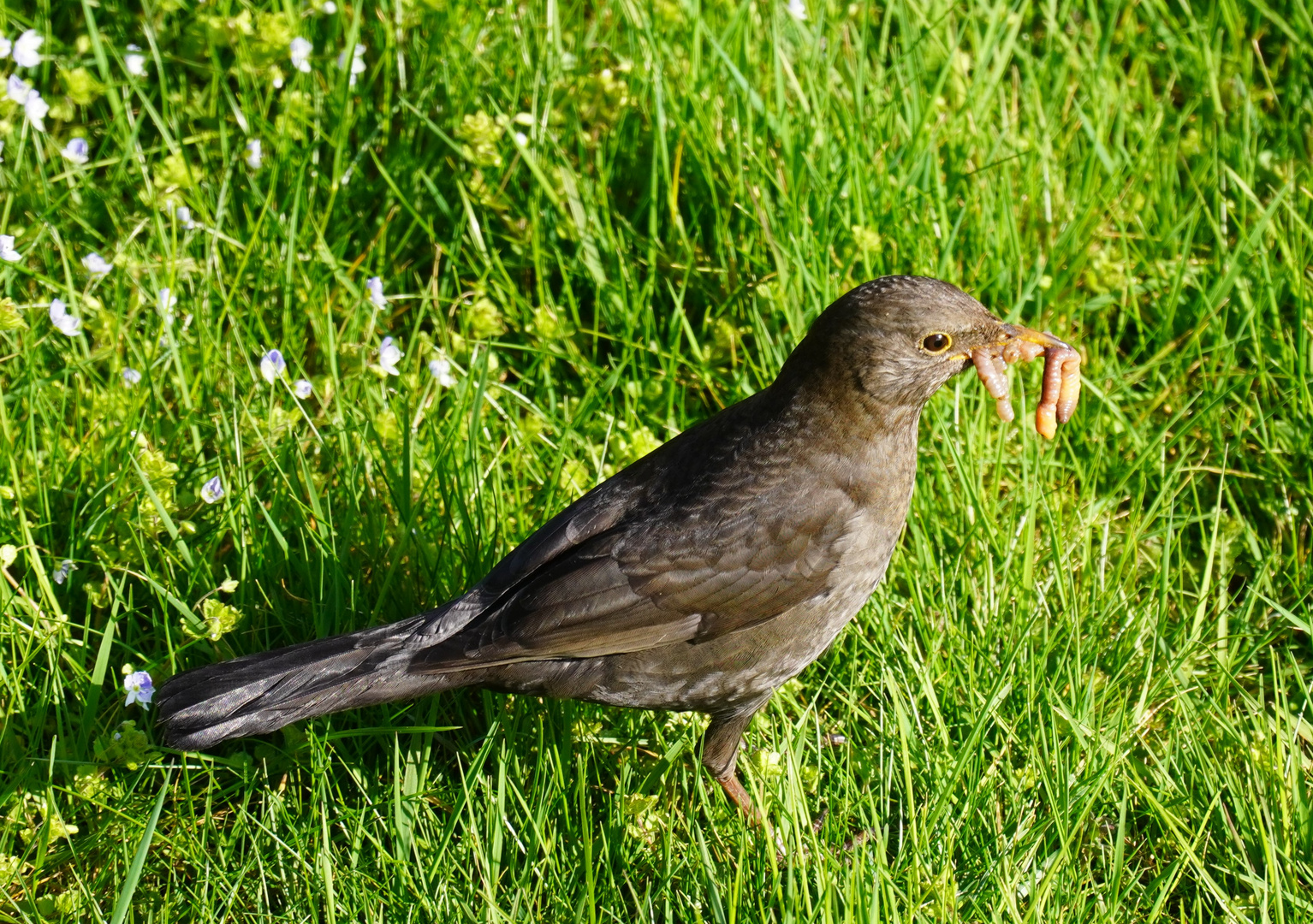 Frau Amsel