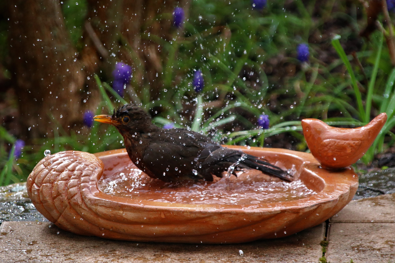 Frau Amsel badet