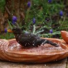 Frau Amsel badet