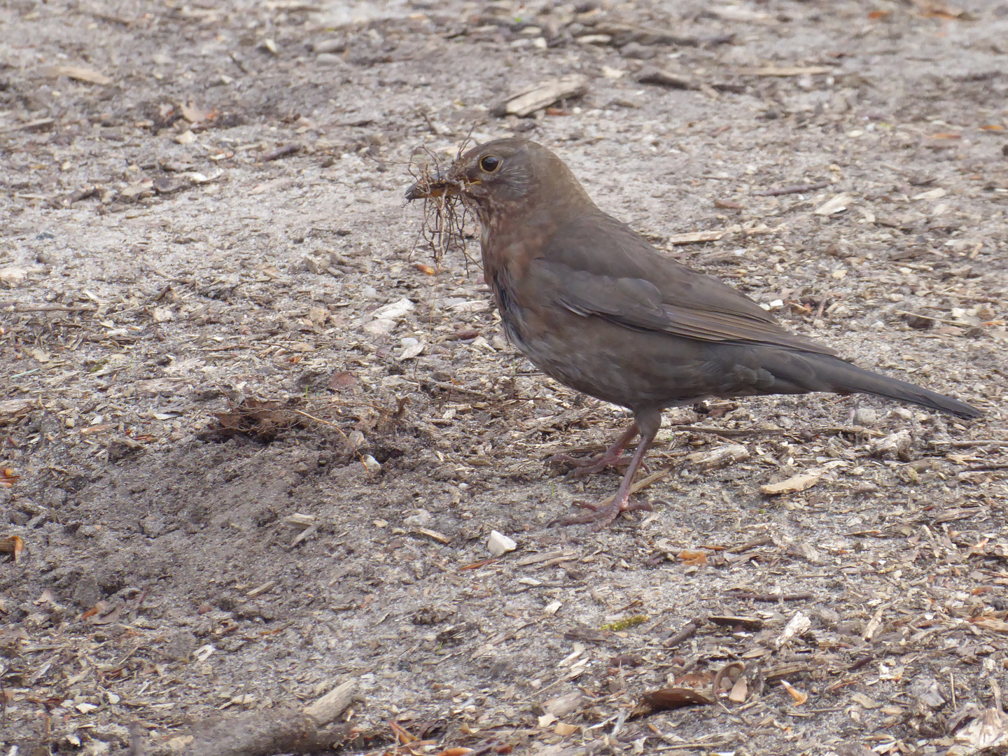 Frau Amsel baut ein Nest