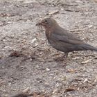 Frau Amsel baut ein Nest