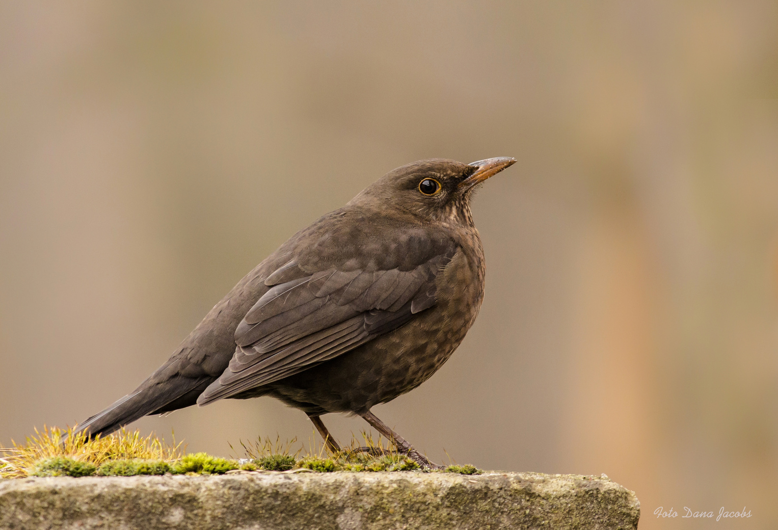 Frau Amsel