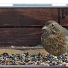 Frau Amsel bei der Arbeit und wenn ich gewußt hätte, das sie auch in ...