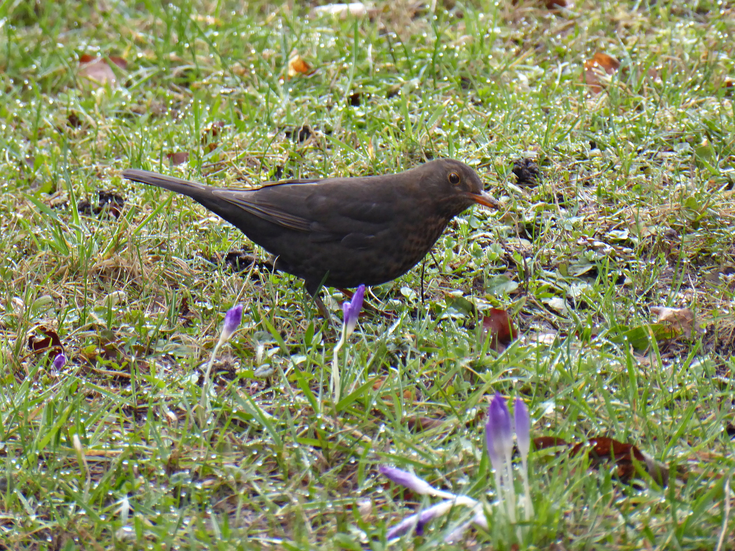 Frau Amsel besucht die Krokusse