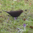 Frau Amsel besucht die Krokusse