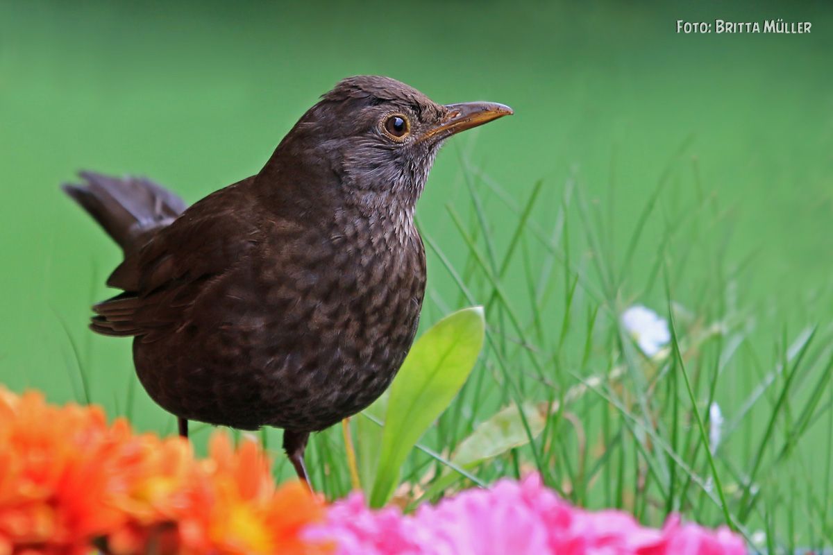 Frau Amsel ... besucht mich auf dem Balkon!