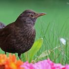 Frau Amsel ... besucht mich auf dem Balkon!