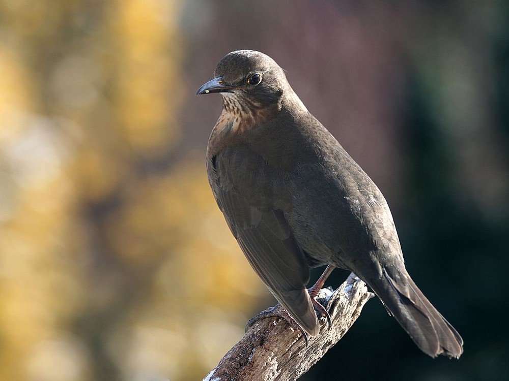 Frau Amsel